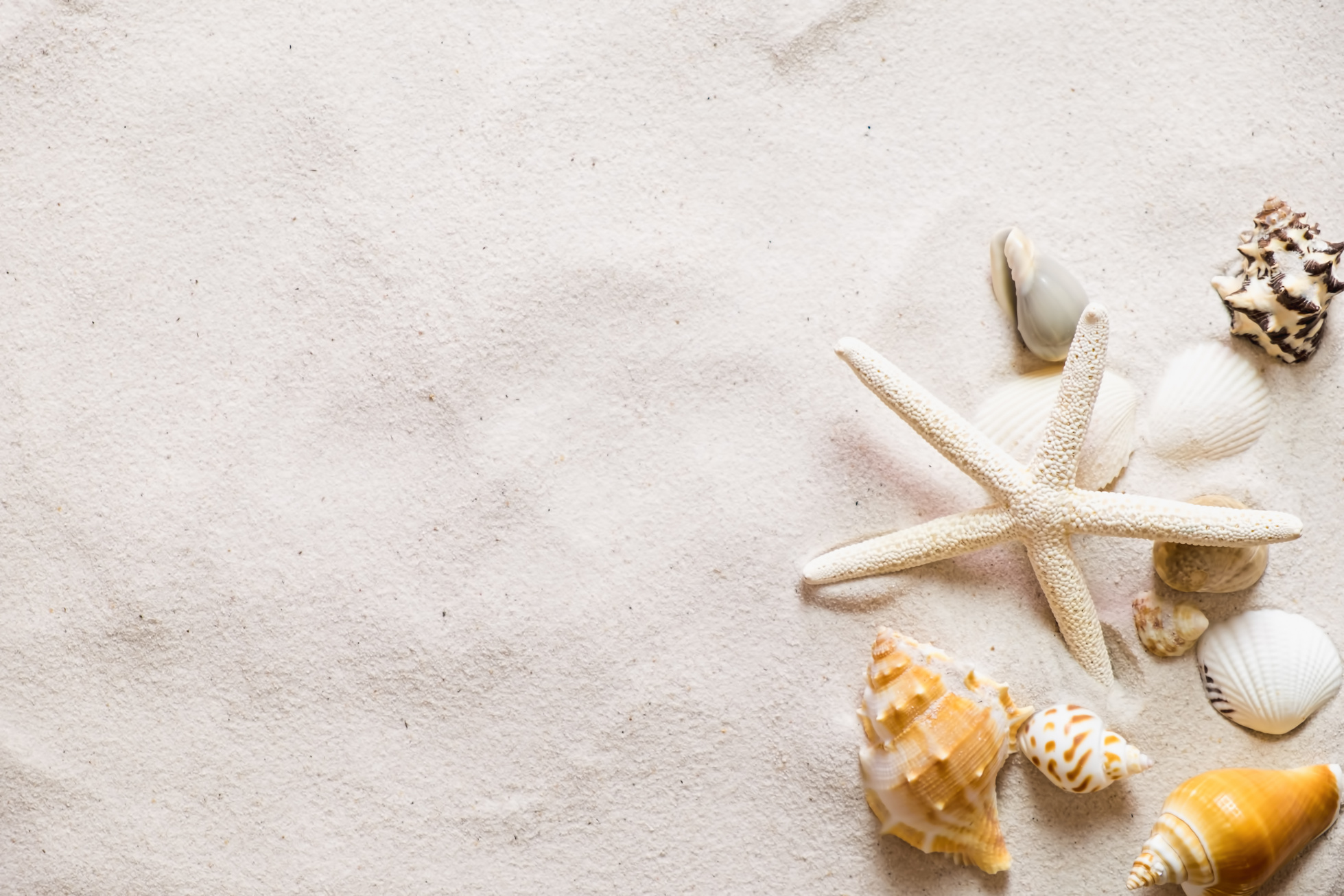 Beach Sand with Seashells and Starfish Background